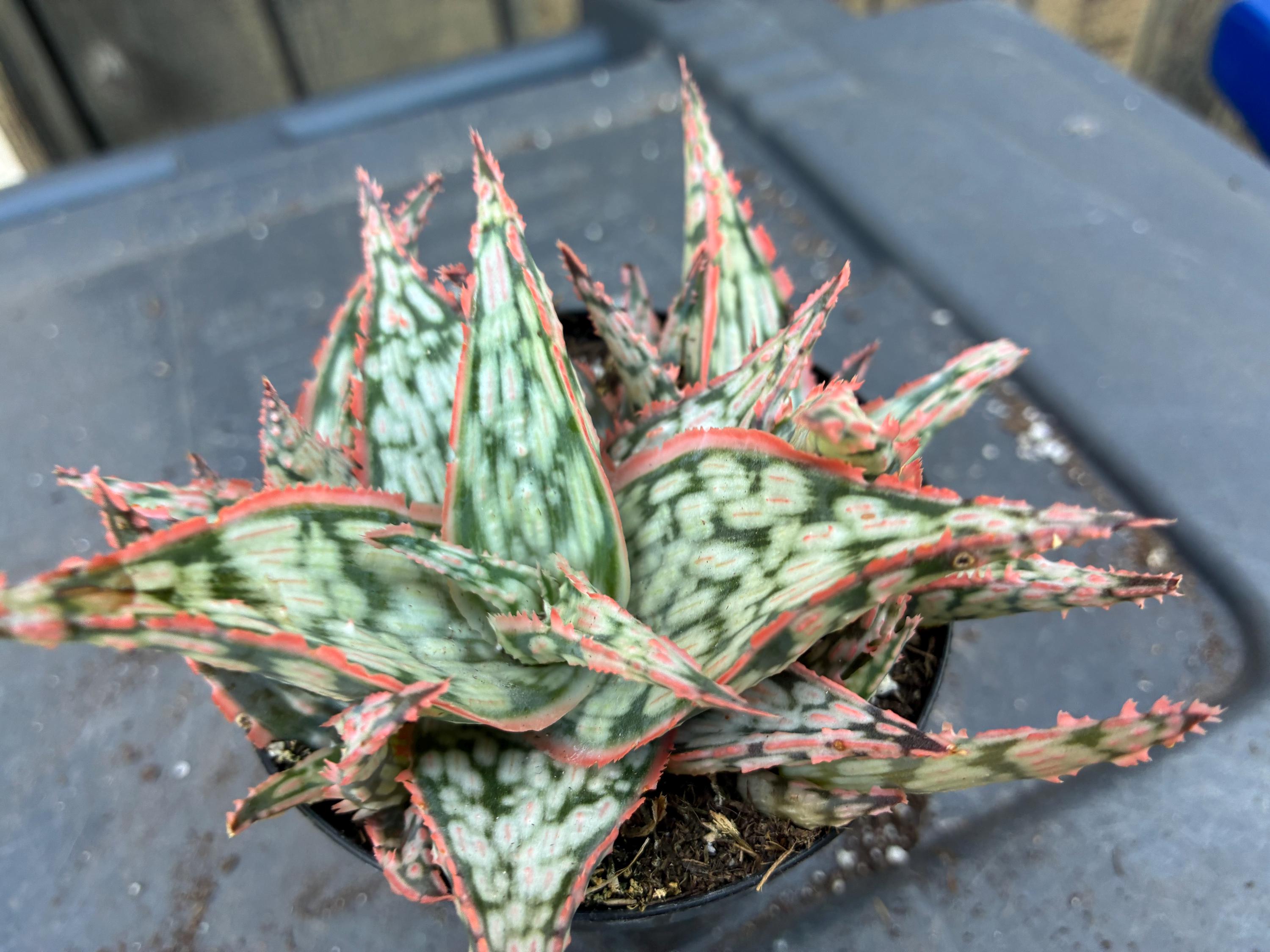Exact Lavender Frost Aloe Plants, Fully Rooted Hybrid. A, Each Listing  Different, Hummingbird Friendly - Etsy