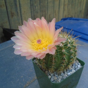 Notocactus Roseoluteus Cactus Plant, Fully Rooted Cactus  (Back In Stock)