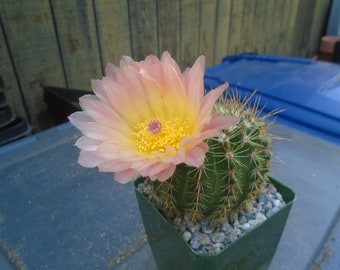 Blooms Coming Notocactus Roseoluteus Cactus Plant, Fully Rooted Cactus  (Back In Stock)