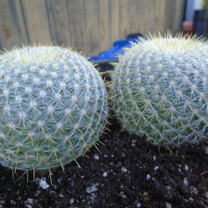 Two Golden Pincushion Cactus, Fully Rooted, Mammillaria Celsiana