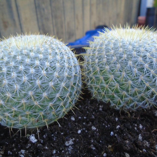 Cactus Pincushion Etsy