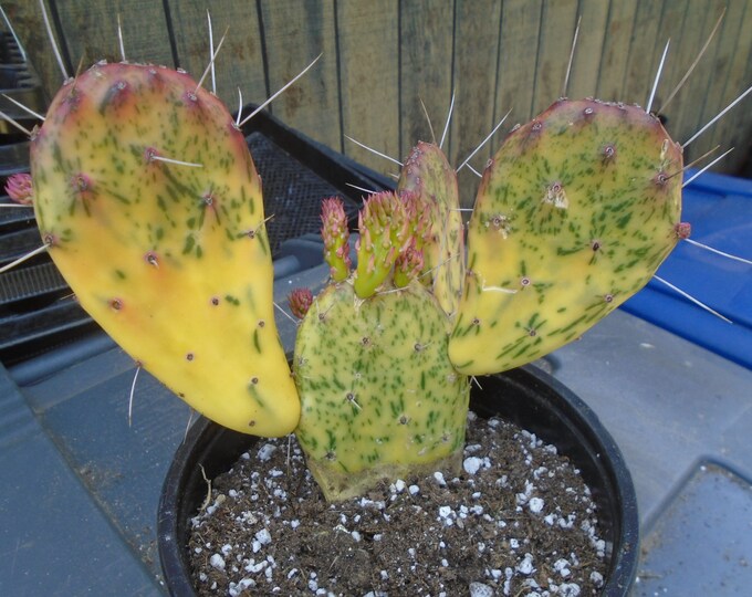 Opuntia sunburst Plant Fully Rooted Variegated Etsy