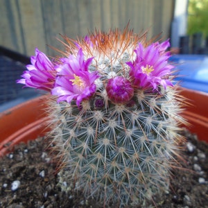 May include: A small cactus plant with pink flowers in a terracotta pot. The cactus has long, white spines and is surrounded by brown soil.
