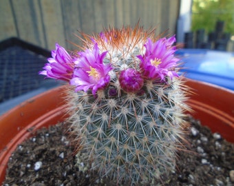 Red Headed Irishman Plant, Fully Rooted - Mammillaria Spinosissima