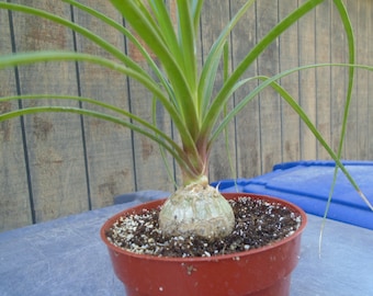 Variegated Christmas Palm 10-12