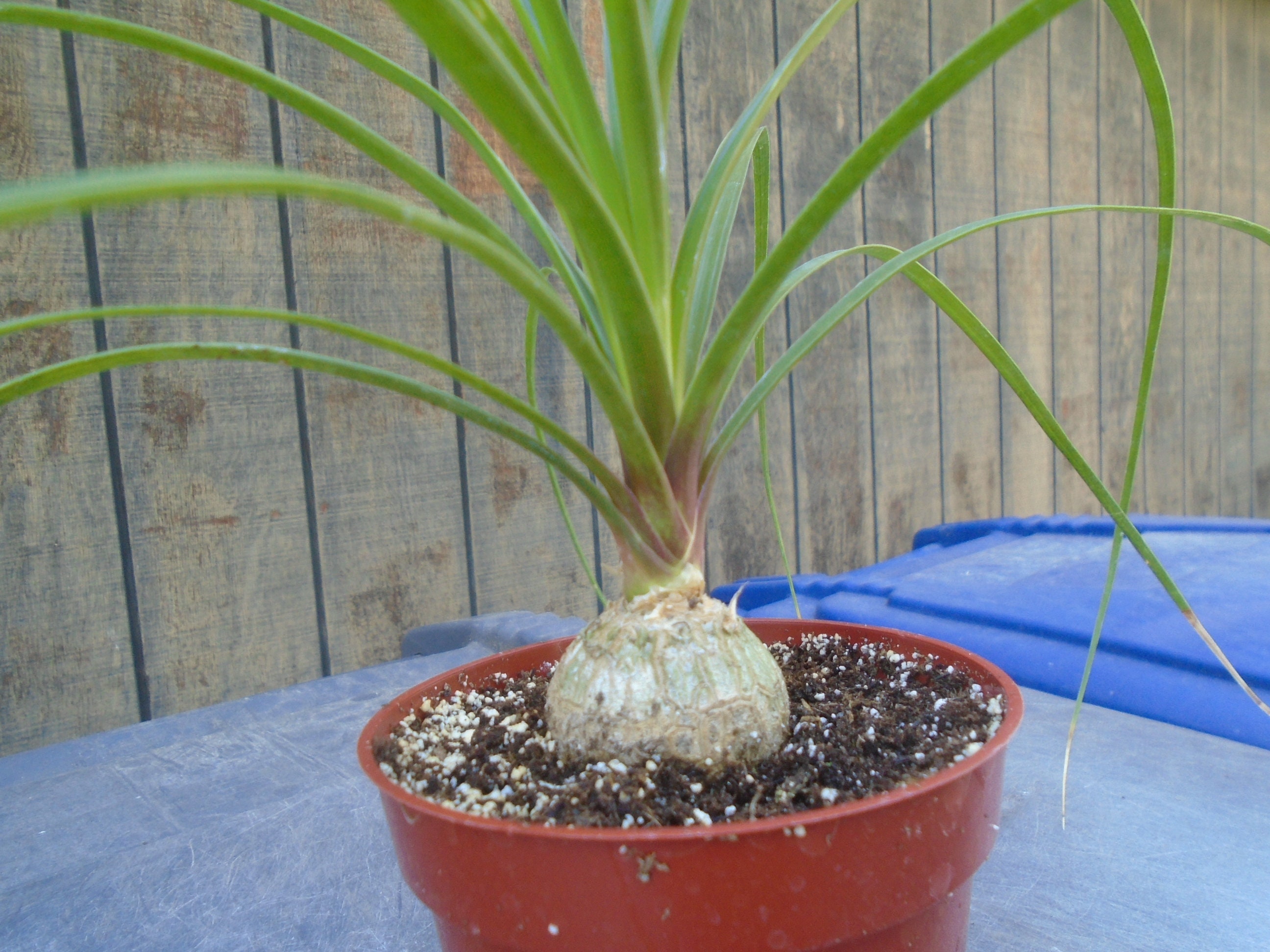 Mini Ponytail Palm - Etsy