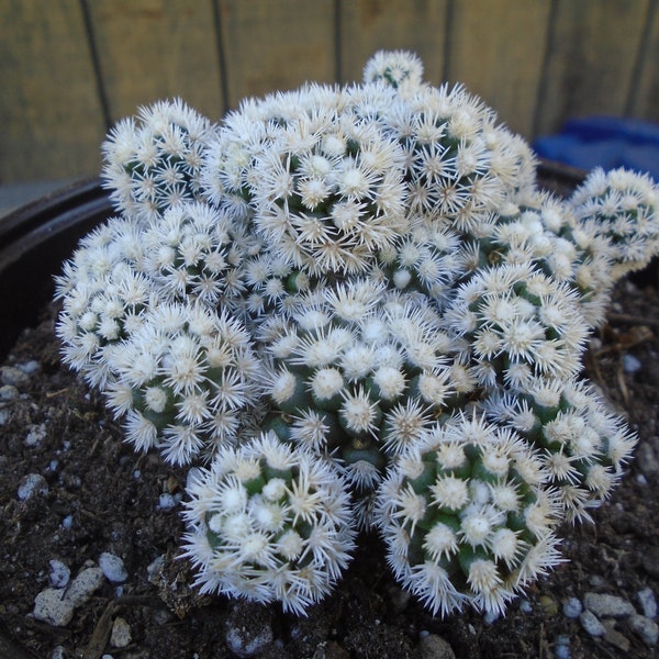 Thimble Cactus (LARGE) - Mammillaria Gracilis Fragilis Montrose Plant, Fully Rooted