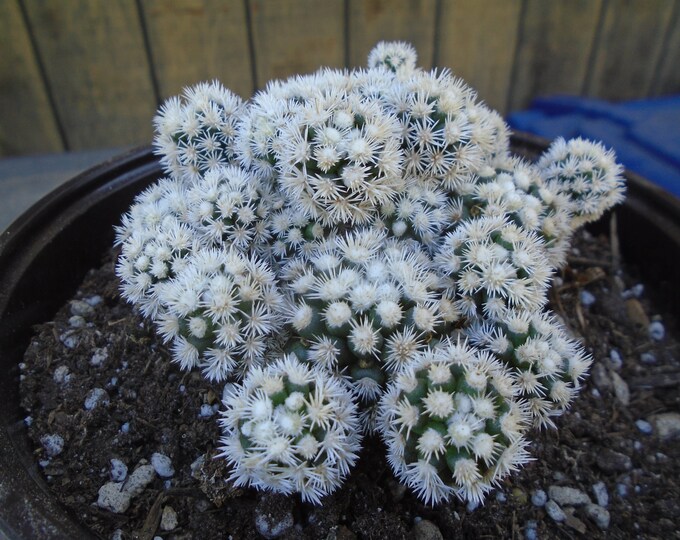 Mini Thimble Cactus Plant in Tiny Pot - Etsy