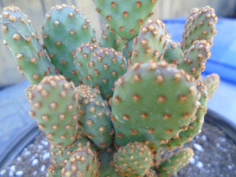 Opuntia Rufida Minima Montrose Fully Rooted Cactus Plant image 2