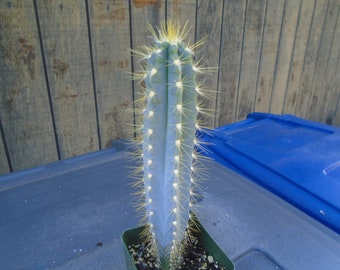 Special - Pilosocereus Azureus Cactus Plant, Fully Rooted -  Columnar Type Cactus