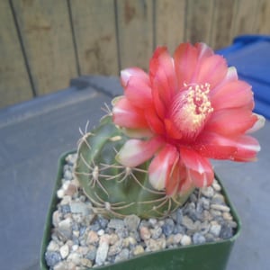 Gymnocalycium Marianae Cactus Plant, Fully Rooted Cactus,  Each Listing Different