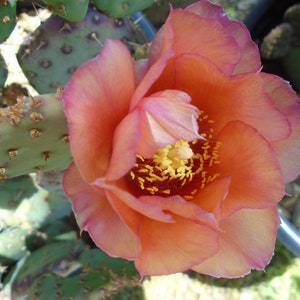 Opuntia &quot;Baby Rita&quot; 2 Pads, Basilaris Hybrid  - Prickly Pear,  Cactus/Succulent