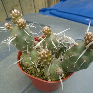 Special- 3 Paper Spine Cactus Plants, Fully Rooted, (Tephrocactus)
