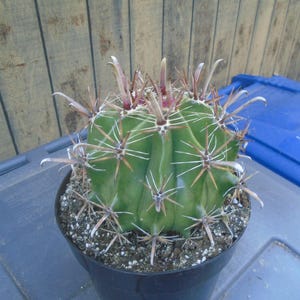 Large Ferocactus Horridus,  Fully Rooted Barrel Cactus, Currently In Eight Inch Pot.