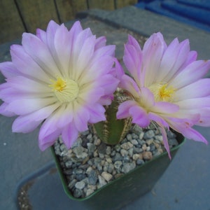 Echinocereus Palmeri Cactus Plant, Fully Rooted Cactus, These Are Small,  Hard to Find - Etsy