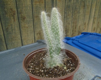 Exact Opuntia "Snow" Plant, Fully Rooted  AKA Blue Jacket Cactus, 7T,  Each Listing Different