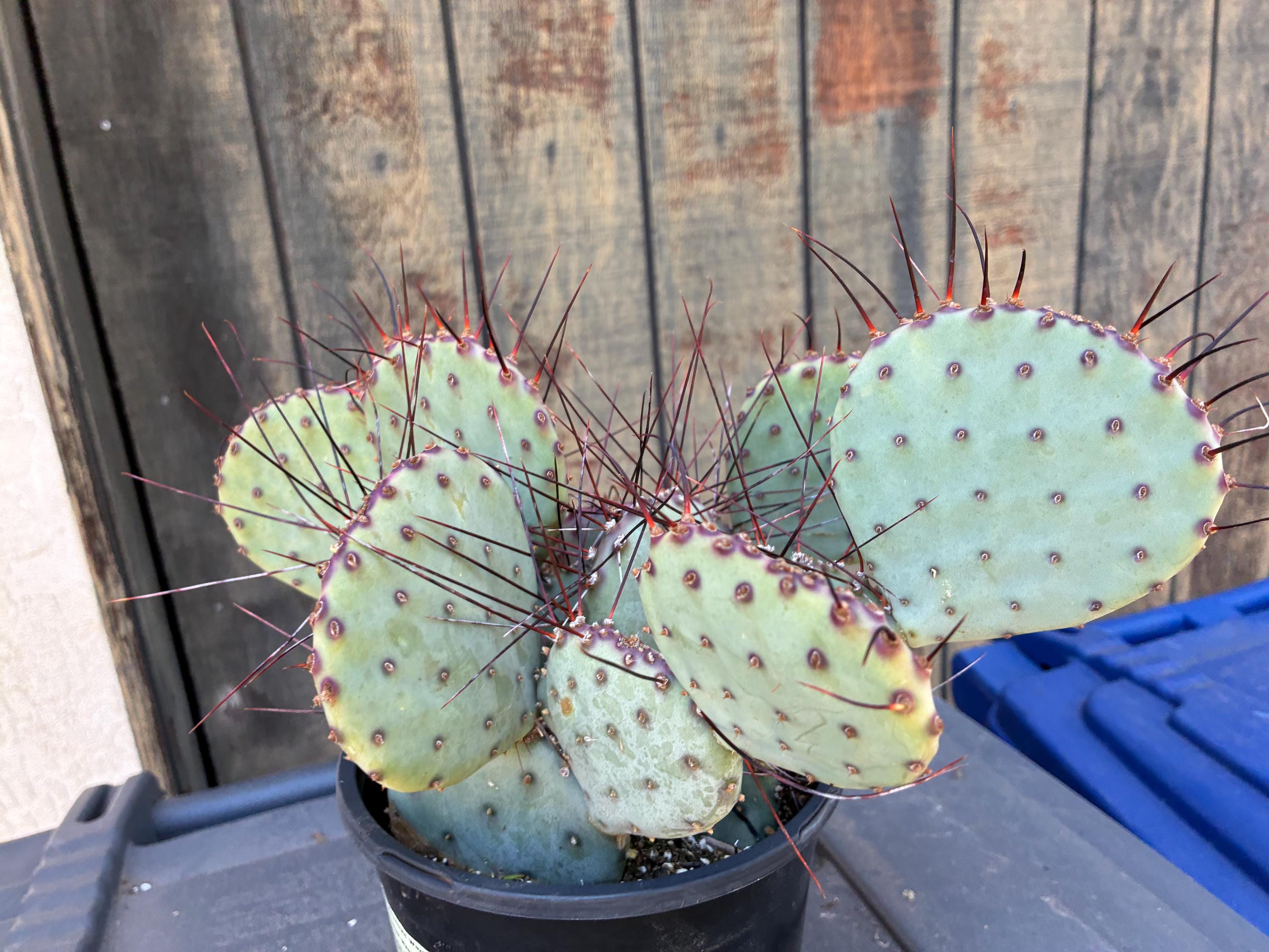 アメリカンフラワー淡パープル Exact Three Amethyst Wave Plants, Opuntia, Fully Rooted Prickly
