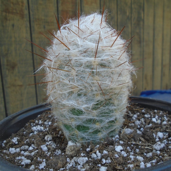 Old Man of the Andes Cactus, Oreocereus Celsianus, Fully Rooted, Columnar Type Cactus,  Special Price