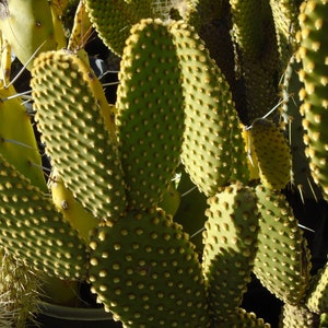 Opuntia &quot;Bunny Ears&quot; (Microdasys) - 1 Pad - Prickly Pear, Cactus, Succulent