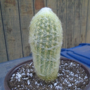 May include: A white, fuzzy cactus with long, thin spines growing in a brown pot. The cactus is in a close-up view and the background is a wooden wall.