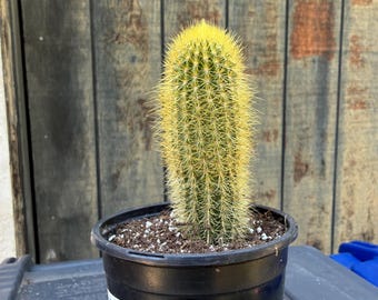 Exact Golden Torch Cactus, Pilosocereus Chrysostele, Fully Rooted Columnar Type Cactus, 1T,  Each Listing Different