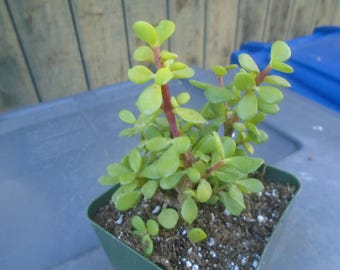 Portulacaria Afra Minima Lilliput Elephant's Food , Fully Rooted
