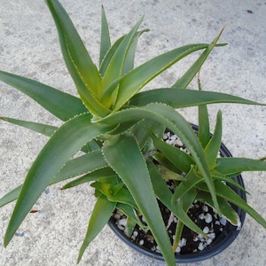 Aloe - &quot;Climbing&quot;  4-6 &quot; Cutting - Aloiampelos Ciliaris