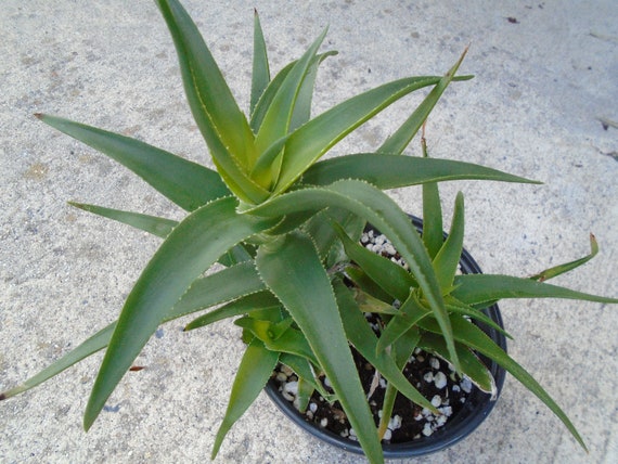 tequila brands 100 agave BUY] Mayorazgo Cristalino 100% Agave Tequila