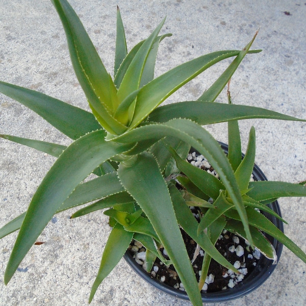 Aloe - "Climbing"  4-6 " Cutting - Aloiampelos Ciliaris
