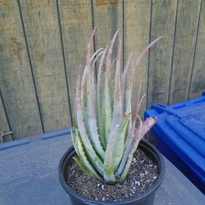 May include: A small, potted succulent plant with long, thin, green leaves with reddish-brown tips. The plant is in a black plastic pot and is sitting on a blue surface.