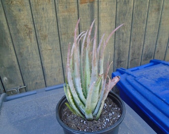 Aloe "Blue Elf" Plant, Fully Rooted