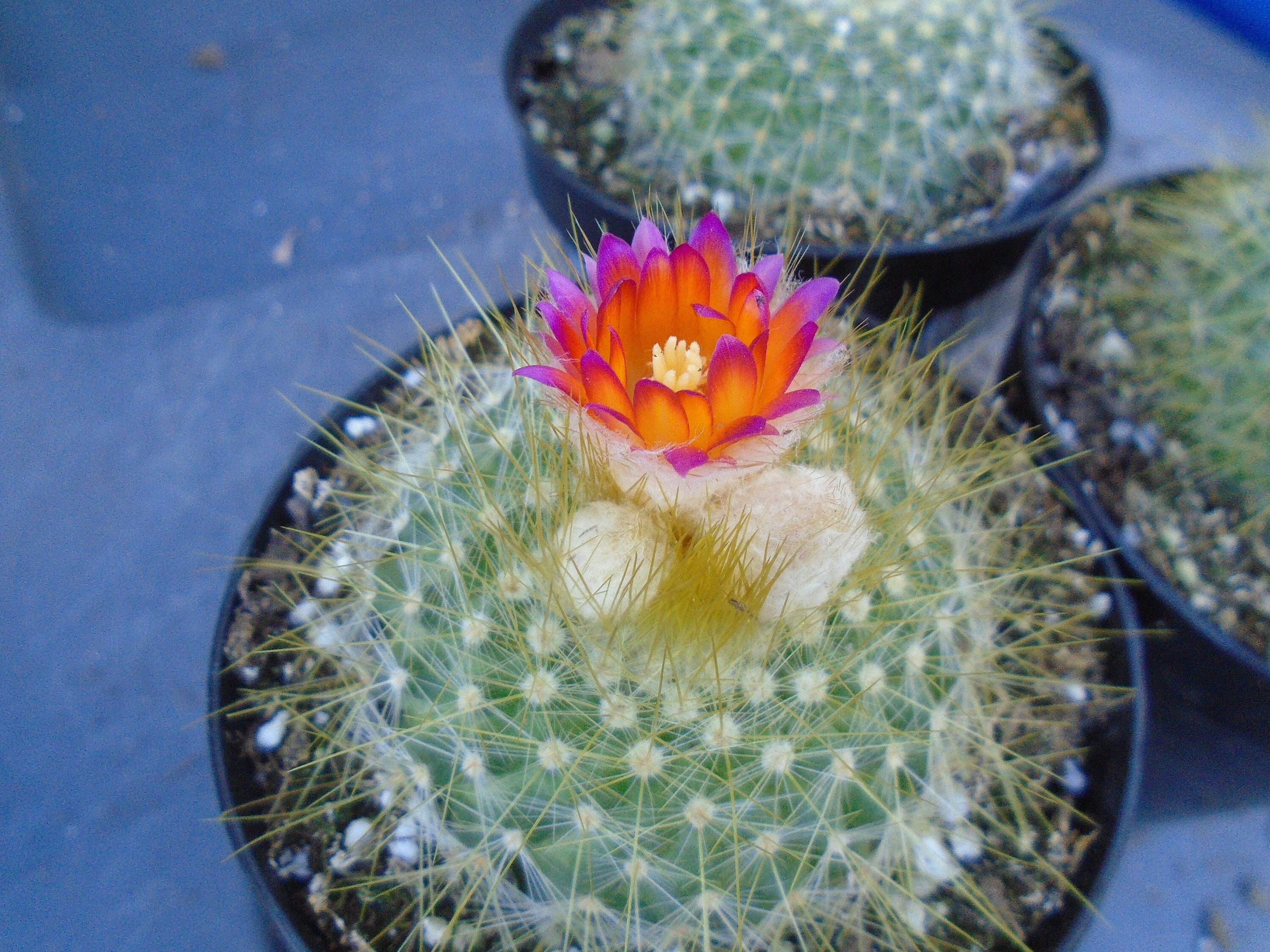 One Golden Powder Puff Cactus Fully Rooted Notocactus Etsy