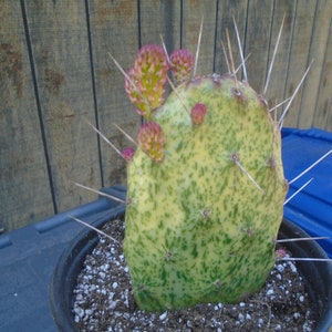 Exact Opuntia "Sunburst" Plant, Fully Rooted, Variegated Plant, Prickly Pear, Cactus  1T, Each Listing Different