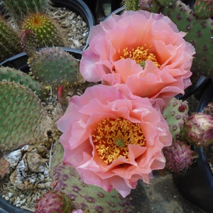 Opuntia "Orange Chiffon",  1 Pad, Prickly Pear, Cold Hardy, Cactus, Succulent