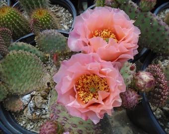Opuntia "Orange Chiffon",  1 Pad, Prickly Pear, Cold Hardy, Cactus, Succulent