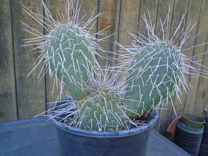 Opuntia hot pink porcupine cactus opuntia  etsy