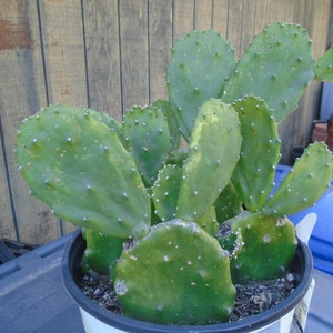 Opuntia &quot;Emerald Wave&quot; One Pad, Prickly Pear  (Edible)