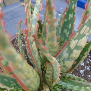 Puede incluir: Primer plano de una planta suculenta variegada con hojas verdes, blancas y rosadas. La planta est&aacute; en una maceta de terracota y tiene una textura espinosa.
