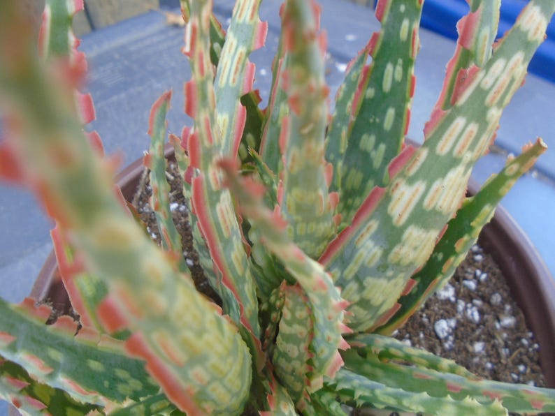 Puede incluir: Primer plano de una planta suculenta variegada con hojas verdes, blancas y rosadas. La planta est&aacute; en una maceta de terracota y tiene una textura espinosa.