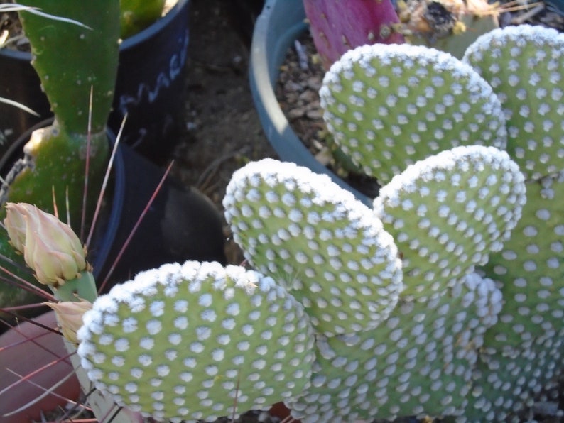 Microdasys Albata 2 Pads Opuntia ANGEL WINGS