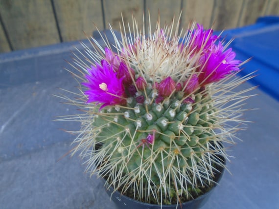Spiny "un Pico" Cactus, Fully Rooted, Mammillaria Spiinosissima Cactus  Plant. - Etsy