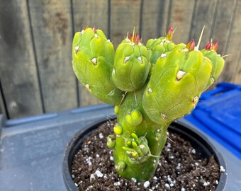 Exact Opuntia "GUMBI" (Sublata Montrose)  (Rooted Plant) - Prickly Pear Cactus, 45,  Each Listing Different