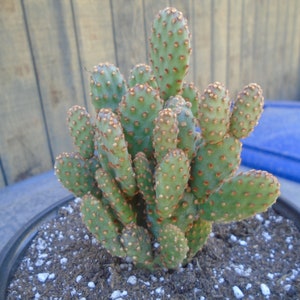 Opuntia Rufida Minima Montrose Fully Rooted Cactus Plant image 3