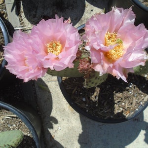 Opuntia "NEL PASTEL" Cold Hardy 1 Pad, Utahensis Hybrid - Prickly Pear