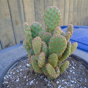 Opuntia Rufida Minima Montrose Fully Rooted Cactus Plant image 1