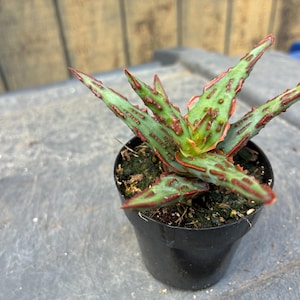 May include: A small succulent plant with pointed, light green leaves featuring dark red, textured edges and raised bumps. The plant is potted in a simple black plastic container filled with dark potting soil, showcasing a distinct color contrast.