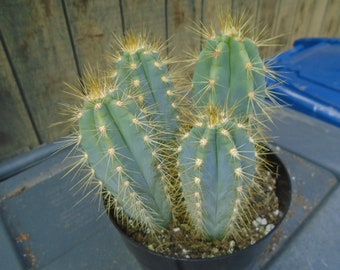 Special Exact 4 Pilosocereus Azureus Plants, Fully Rooted Cactus -Columnar Type Cactus  1T