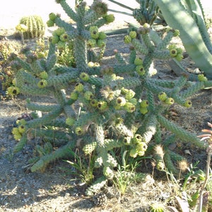 Cane Cholla- (Cylindropuntia) 2 Segments