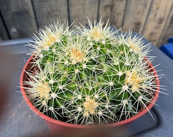 2 Mammillaria Halbingeri Cactus - Etsy