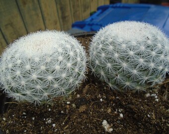 Two Snow Cactus, Fully Rooted, Mammillaria Candida, (Small)